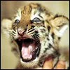 pretty little tiger