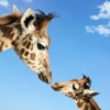 giraffes