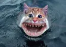 Caty Shark