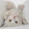 RAWRâ™¥
