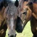 horses
