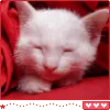 kittah
