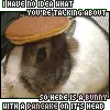 Pancake  Bunnie
