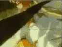 Sailor Moon Dies *poor Usa-chan*