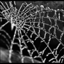 spider web