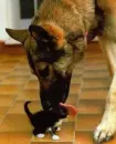 Huge dog licking tiny cat