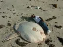 Big Fish
