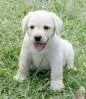 Puppy Luv