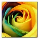 Colored Rose