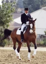 Dressage Horse