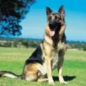German Shepard