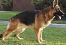 German Shepard