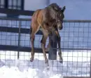 Foal