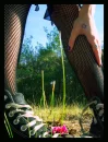 Fishnets