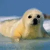 Baby Seal