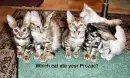 Prozac Kitty