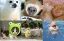 baby animal