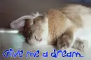 give me a dream..