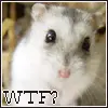 WTF hamster