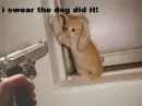 the dog did it