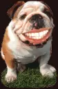 funny dog