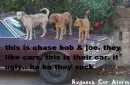 funny dog