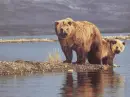 Brown Bears