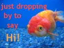 Just dropping by to say hi fish