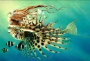 Lady Lion Fish
