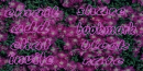Purple Flowers