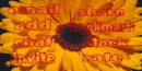 yellow daisey