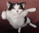 Talented?
