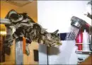 Did you water the cat?