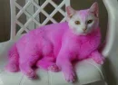Now that's a cat of a different color.