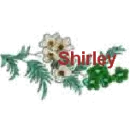 Shirley