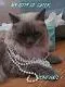 pretty kitty