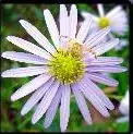 Daisy