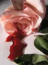 Bleeding Rose