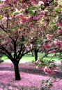 Cherry Blossoms