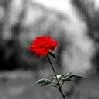 Red rose