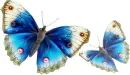 Blue Butterflies