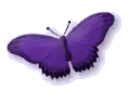 Purple Butterfly
