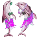 crazy dolphins