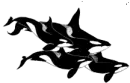 Orca's