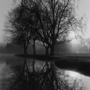 dark trees