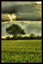 tree photography