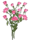 Pink Roses
