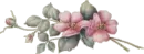 Pink Flowers