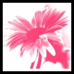Pink Flowers