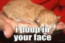 i go poopie in your face